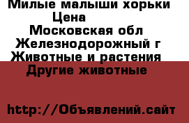 Милые малыши хорьки › Цена ­ 4 000 - Московская обл., Железнодорожный г. Животные и растения » Другие животные   